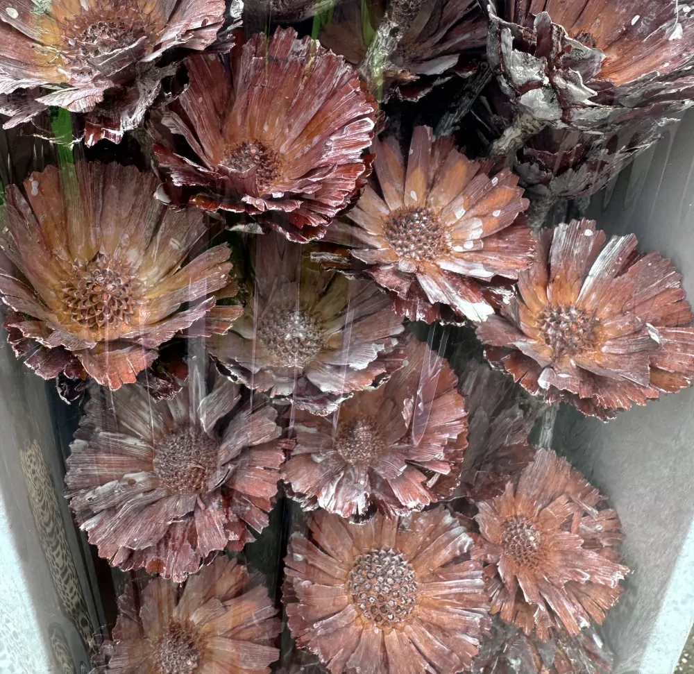  SUPERCUTS 6-7CM FROSTED ORANGE TRAY 50PCS