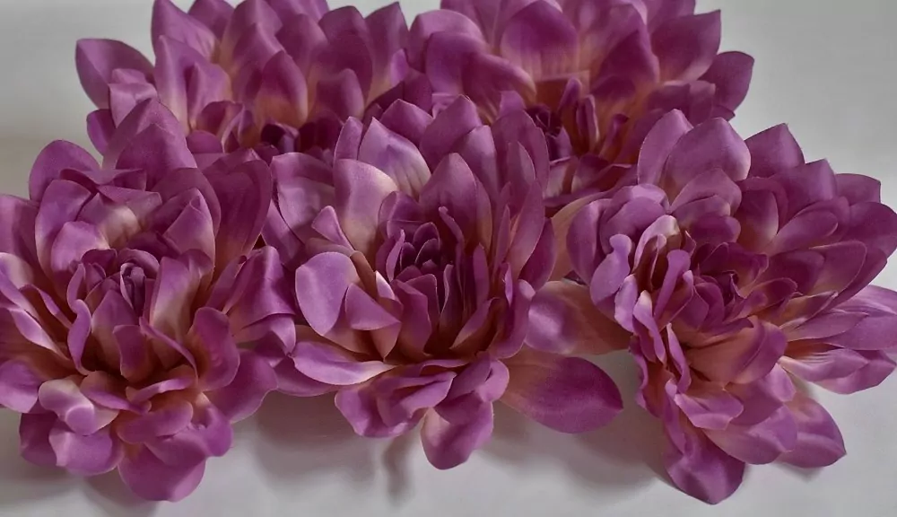 Květy Dahlia fialová