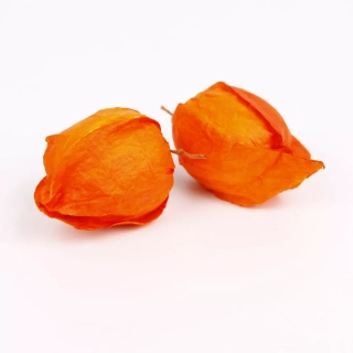 Physalis 12ks/4cm oranžová