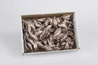 SU Brachyciton Stříbrno-růžový 0,5kg