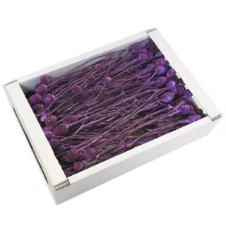 SU Sabulosum 4-6 Frosted Brombeer 50ks