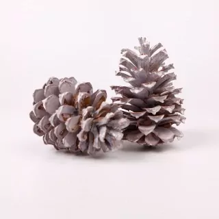Su Šišky Pinea Whitewashed 2ks