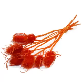 Sušina Cardi palustri x10 arancio-oranžová