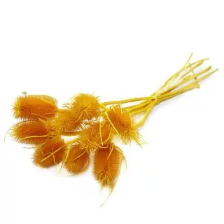 Sušina Cardi palustri x10 giallo-žlutá