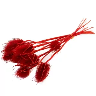 Sušina Cardi palustri x10 rosso-červená