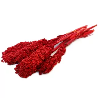 Sušina Sorgo rosso