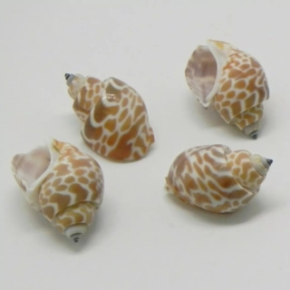 Mušle Conchiglie s-011 25g