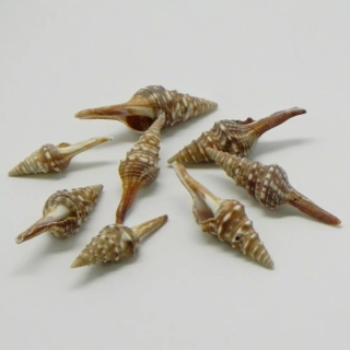 Mušle Conchiglie s-012 25g