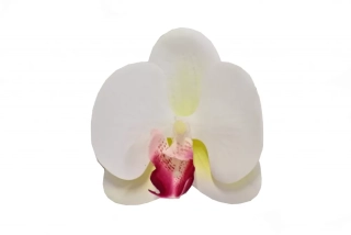 Vazbový Phalaenopsis 9x9x3,5 cm, bílo-růžový