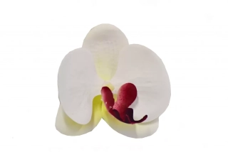 Vazbový Phalaenopsis 9x9x3,5 cm, bílý s bordó