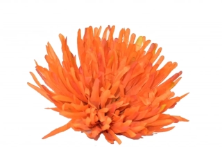 Vazbová chryzantéma 13 cm, oranžová