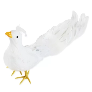 Páv peří 40cm bílá