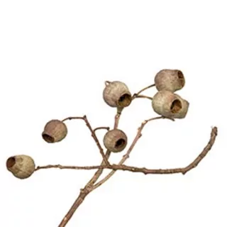 Eukalyptus zvonky větev 40ks natur