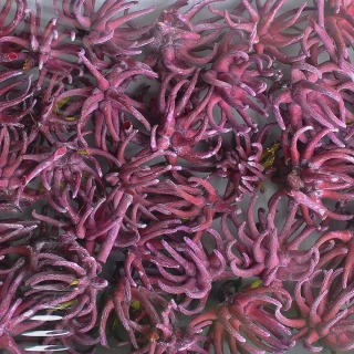 SPIDERGUMS CLAWS FROSTED RED TRAY (50PC)