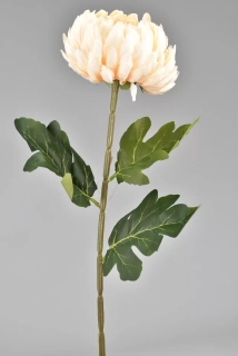 Chryzantéma meruňková 72 cm