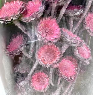 SUSANNAE ROSETTE FROSTED ERIKA TRAY ( 50 PC )