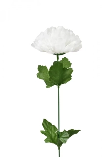 Chryzantéma bílá 48 cm