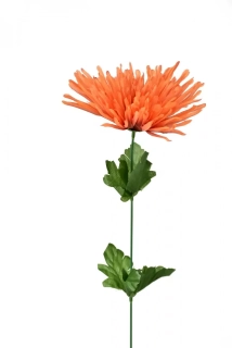 Chryzantéma jehlicovitá oranžová 48 cm