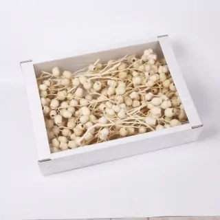 SU Bellgums na Stonku Bělený 50 ks