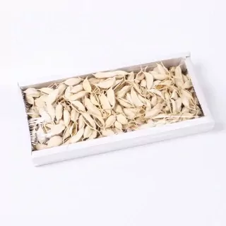 SU Brachyciton Bělený 1kg