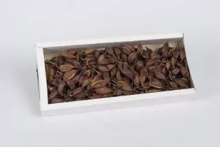 SU Brachyciton Přírodní 1kg