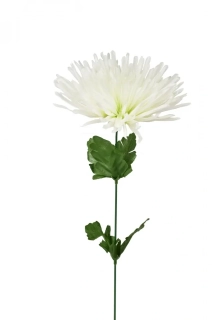 Chryzantéma jehlicovitá bílo - zelená 48 cm