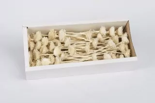 SU Compacta Rosette Bělená 50ks