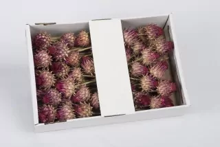 SU Cynara Flower Přírodní 50ks