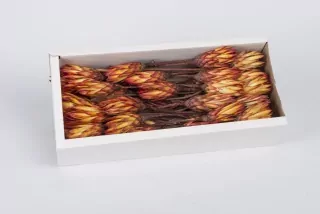 SU Protea Repens Červená 50ks