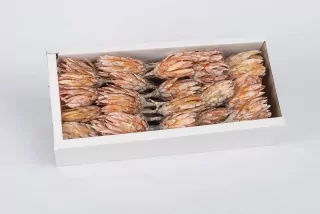 SU Protea Repens Frosted Oranžová 50ks