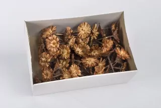SU Protea Rosette 8-9cm cream 50ks
