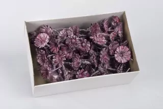 SU Protea Rosette 8-9cm Frosted Brombeer 50ks