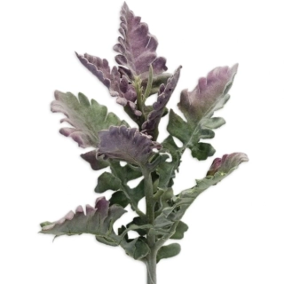 Senecio 38cm fialovozelená