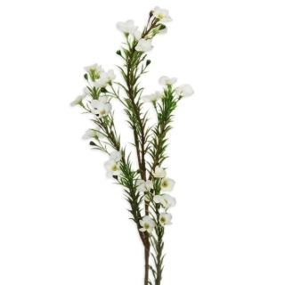 Wax 60cm krém