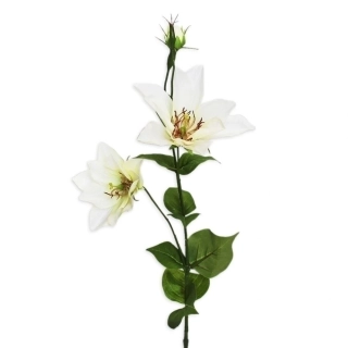 Clematis x2/11cm/81cm krém