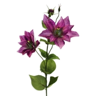 Clematis x2/11cm/81cm sv.fialová