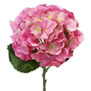 Hortenzie 20cm/52cm krém růžová