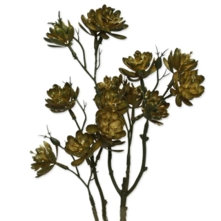 Echeveria větev 57cm zelená