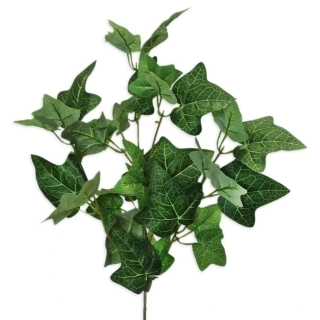 Břečťan keřík 63cm zelená