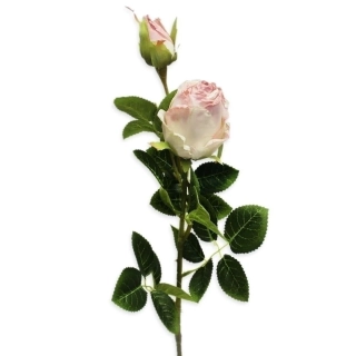 Růže x2/3cm/69cm krémrůžová