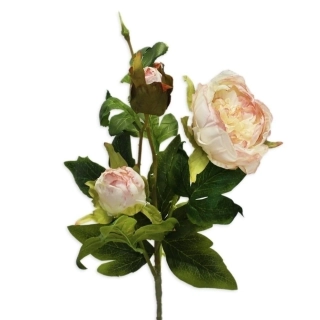 Pivoňky x3/9cm/70cm krémrůžová