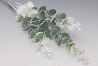 Eukalyptus 3 výhony, mix druhů