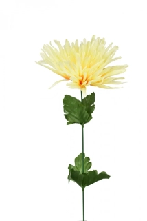 Chryzantéma jehlicovitá lemon 48 cm
