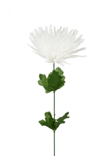 Chryzantéma jehlicovitá bílá 48 cm