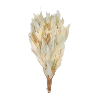 PRESERVED EUCALYPTUS WILLOW FOLIAGE BLEACHED SLEEVE ( 150 g )