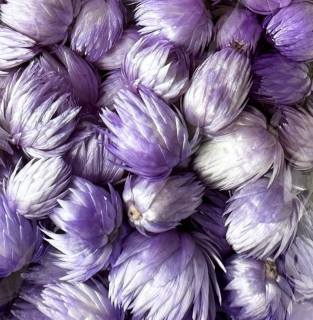 CAPBLUMEN LOOSE DIP DYED LAVENDER POLY BAG ( 100 g )