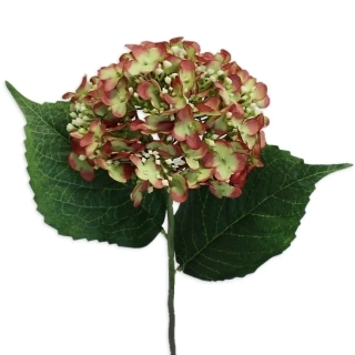 Hortenzie pr.15/58cm bordó