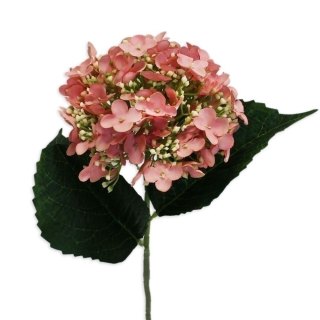 Hortenzie pr.15/58cm růžová