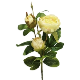 Pivoňky x3/9cm/70cm sv.zelená