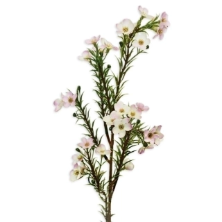 Wax 60cm krémrůžová